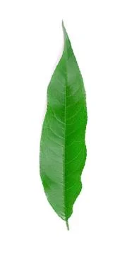 Peach leaf. 스톡 사진