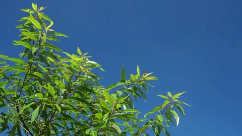 Peach leaved willow in the wind Stock Footage 291631216