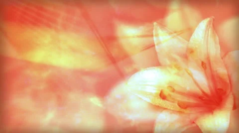 Peach Lily, Soft Background Stock Footage 50691170