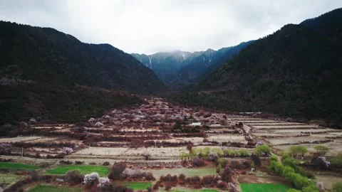Peach lined field terraces and small buildings in Nyingchi Video stock 345886946
