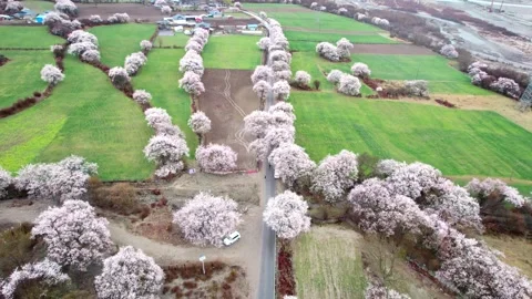 Peach lined road through bright green fields in Nyingchi Stock-Footage 345887929