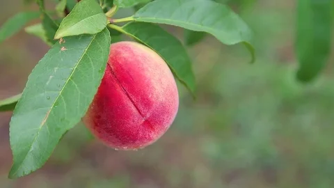 Peach matured on a tree Stock Footage 74964428
