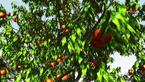 Peach New Stock Footage 308712362