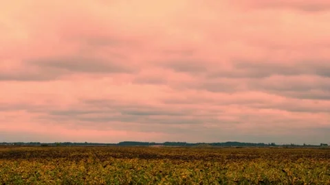 Peach Orange Gray Storm Clouds Covered a Evening Yellow Sky in Sunlight in a Fie Stock-Footage 328506958