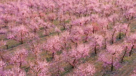 Peach orchard in bloom - lines of flowering trees with pink blossoms on a Stock Footage 232904341