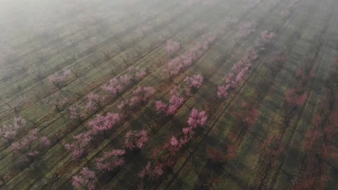 Peach orchard flowering trees in spring season, morning in the fog from the air Stock Footage 237368865