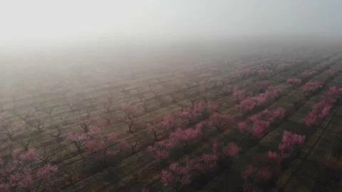 Peach orchard flowering trees in spring season, morning in the fog from the air Stock Footage 237368887
