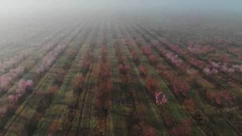 Peach orchard flowering trees in spring season, morning in the fog from the air Stock Footage 237368898