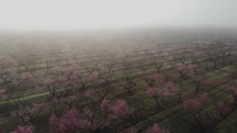 Peach orchard flowering trees in spring season, morning in the fog from the air Stock Footage 237368913