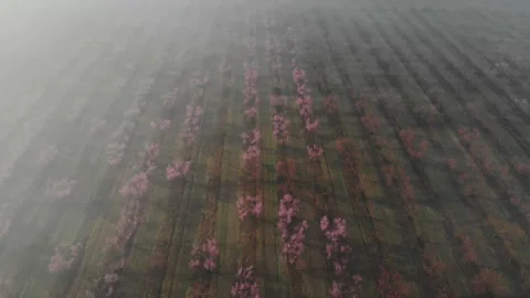 Peach orchard flowering trees in spring season, morning in the fog from the air Stock Footage 237368934