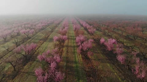 Peach orchard flowering trees in spring season, morning in the fog from the air Stock Footage 237368997