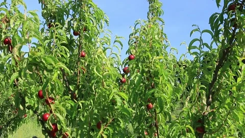 Peach orchard Stock Footage 136944920