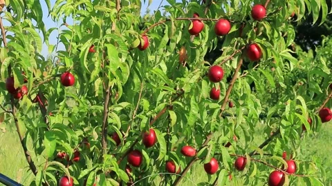 Peach orchard Stock Footage 136946271