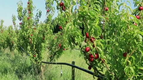 Peach orchard Stock Footage 136946486