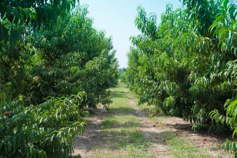 Peach orchard Stock-Fotos