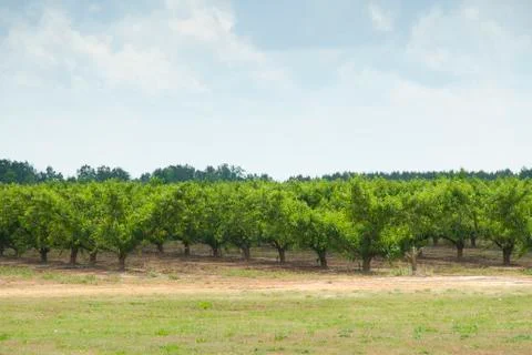 Peach orchard 스톡 사진