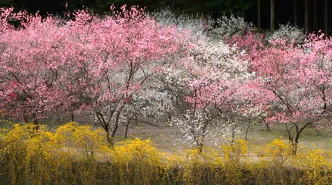 Peach orchard in spring. Stock-Footage 22971619