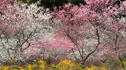 Peach orchard in spring. Stock Footage 22971955