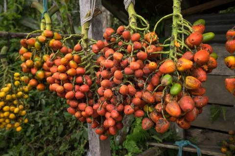 Peach palm fruit clusters Stock Photos