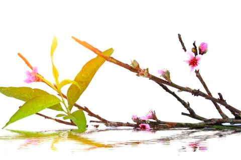 Peach petals Stock Photos