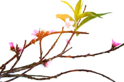 Peach petals Stock Photos