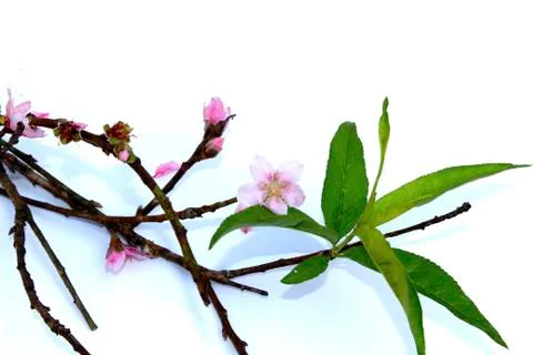 Peach petals Stock Photos