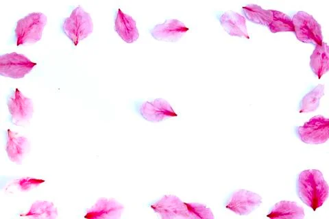 Peach petals Stock Photos