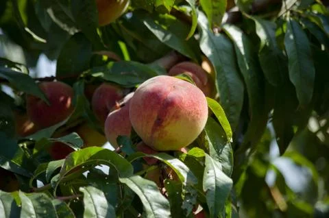 Peach Stock Photos