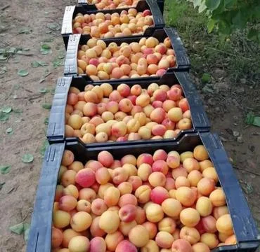 Peach Stock Photos
