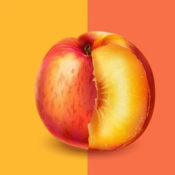 Peach on pink background 스톡 일러스트