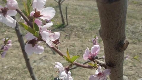 Peach Pink Flower on Wind In Spring Tilt Up 4k Stock Footage 109132106