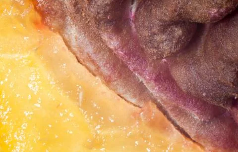 Peach pit macro Stock Photos