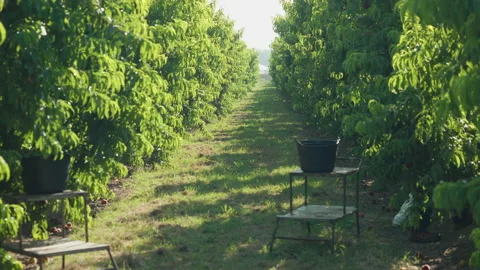 Peach plantation Stock Footage 156767471