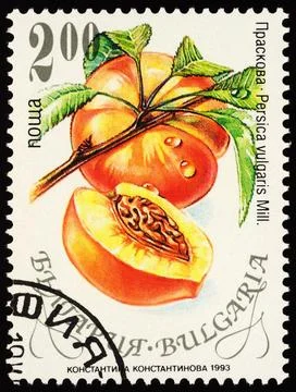 Peach on postage stamp Stock Photos