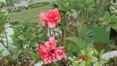 Peach red Aza;eas bloom Stock Footage 247650932