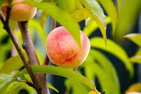 A peach is ripening on a tree in the garden.Texture or background Stock Photos