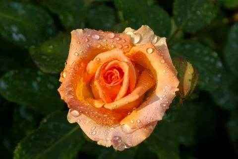 Peach rose. After the rain. Close-up. Selective focus Stock Photos