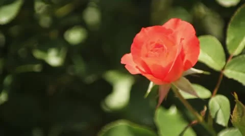 Peach Rose 库存影片 12147304