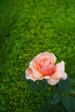 Peach rose on hedge Stock Photos