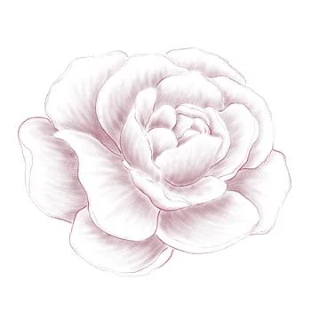 Peach rose line drawing with hatching Stock Illustration