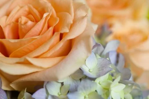 Peach rose Stock Photos