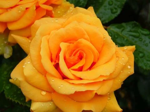 Peach Rose 스톡 사진