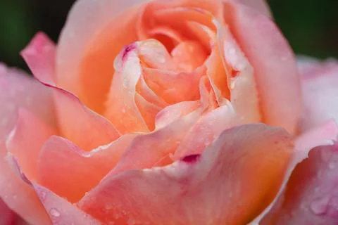 Peach rose 스톡 사진