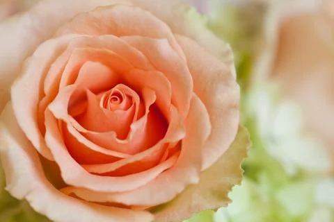 Peach rose with side lighting background Stock-Fotos