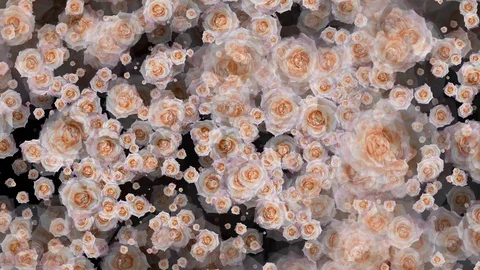 Peach Roses Flowers Seamless Loop Flowery Motion Background Stock-Footage 129086892