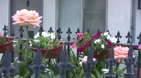 Peach roses Stock Footage 1067615