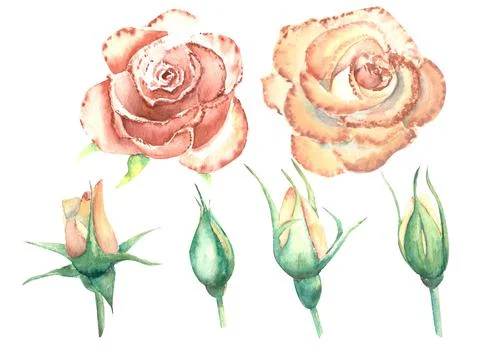 Peach roses, open and closed flowers isolated on a white background. Watercol Stock Illustration