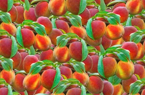 Peach Seamless Pattern Stock Photos