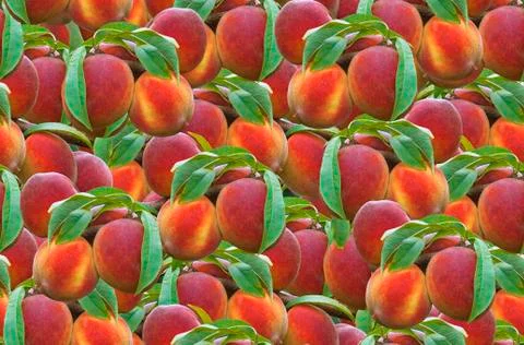 Peach Seamless Pattern Stock Photos