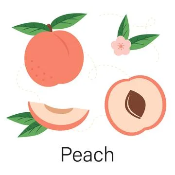 Peach set. Whole fruit, half with pit, slice, leaves, and flower Stock Illustration
